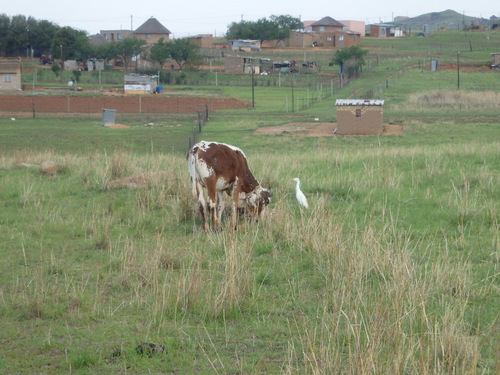 Cow and Egret.